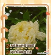 哪些花语能够表达遗憾的情感？