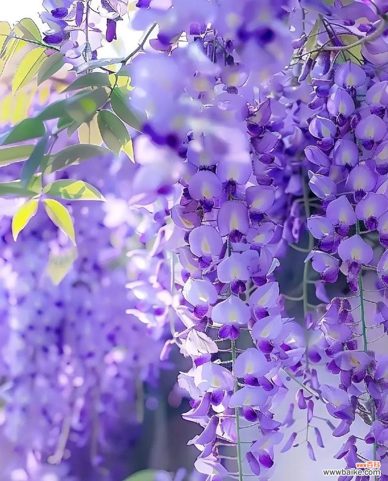 表示美的花语是什么？哪种花表示美？