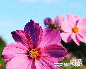 表示美的花语是什么？哪种花表示美？