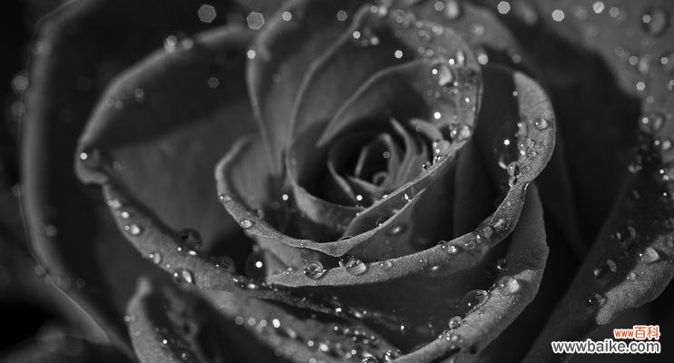 白灰玫瑰的花语和寓意是什么?它们象征着什么?