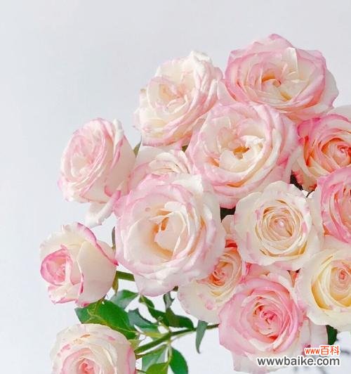 糖果菊的花语表达了哪些情感?