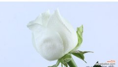 糖果菊的花语表达了哪些情感？