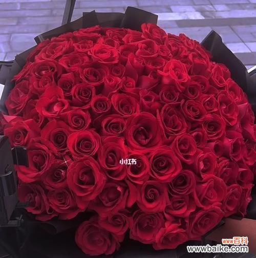 玫瑰在英格兰代表什么花语？英格兰的玫瑰花语有何特别含义？