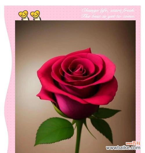 玫瑰在英格兰代表什么花语？英格兰的玫瑰花语有何特别含义？