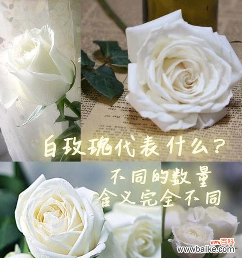 玫瑰在英格兰代表什么花语？英格兰的玫瑰花语有何特别含义？