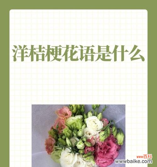 桔梗花的花语是什么?它与玫瑰有何不同?