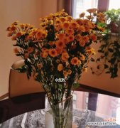 探寻小雏菊的神秘花语及其象征着的意义 小雏菊的花语与象征意义