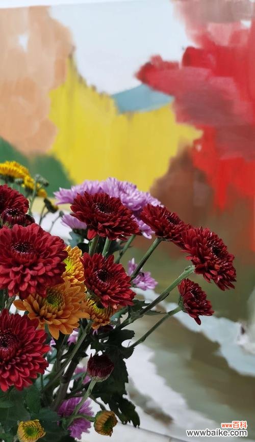 探寻小雏菊的象征意义和传达的情感 小雏菊的寓意与花语