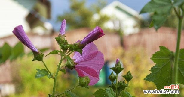 以笑脸迎人，传递快乐与希望 笑靥花