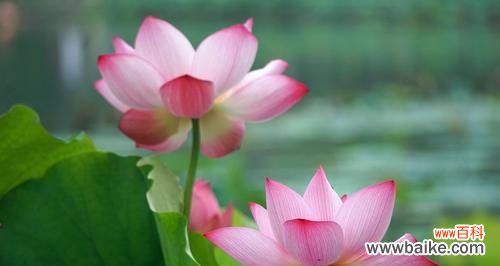 以笑脸迎人，传递快乐与希望 笑靥花