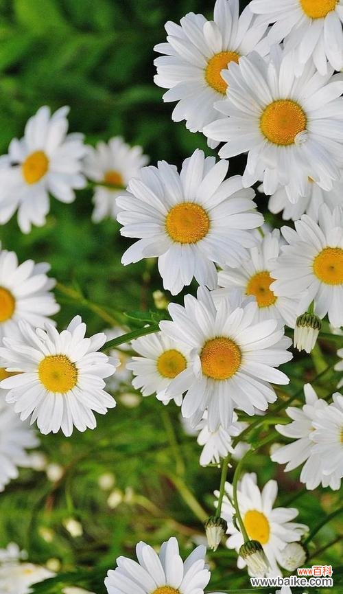 神秘而美丽的菊花语言 小邹菊花语的传说