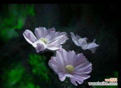 神秘而美丽的菊花语言 小邹菊花语的传说