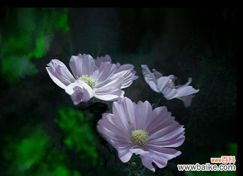 神秘而美丽的菊花语言 小邹菊花语的传说