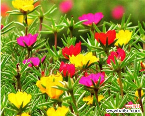 探寻小太阳花背后的情感与寓意 小太阳花的花语与意义