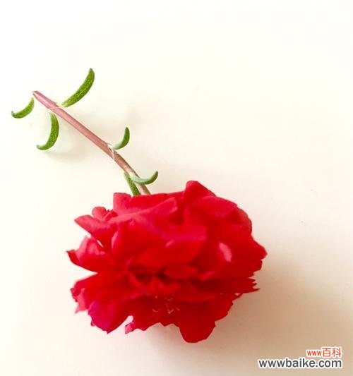 探寻小太阳花背后的情感与寓意 小太阳花的花语与意义