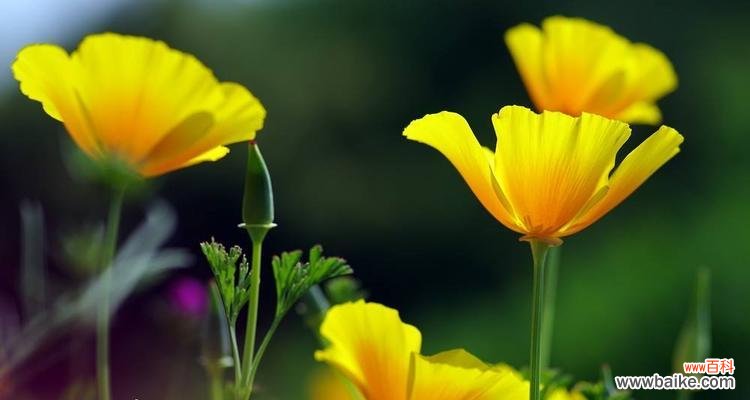 探寻小太阳花背后的情感与寓意 小太阳花的花语与意义