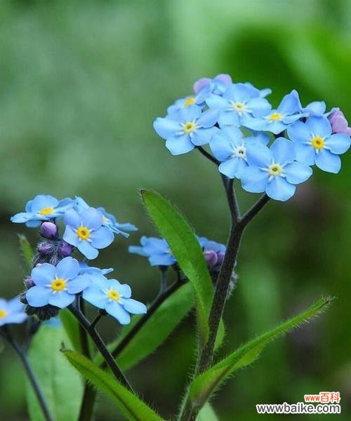 星辰花的花语及象征意义 星辰花