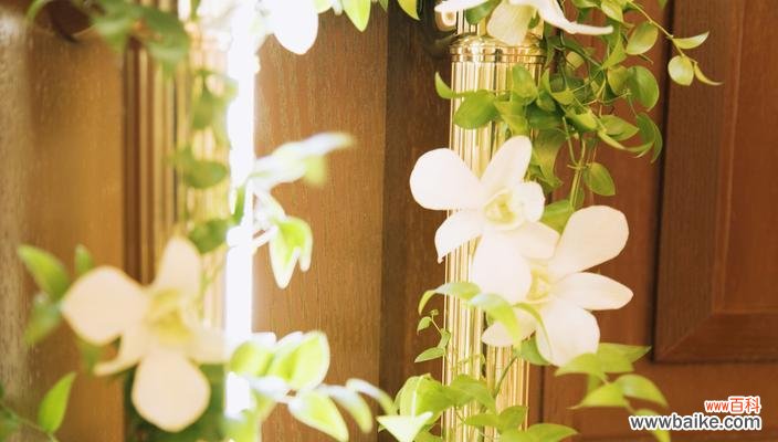 探索婚礼花卉的情感语言与象征意义 新娘花花语