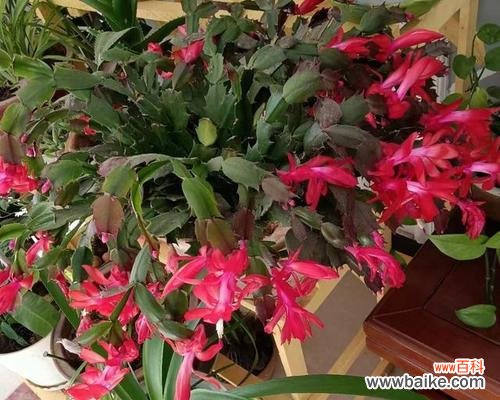 探索蟹爪兰花语所蕴含的寓意与情感，传递美好祝福 蟹爪兰花语的深层寓意及其传达的情感