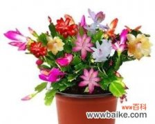 探寻蟹爪兰花语的内涵和象征意义 蟹爪兰的花语