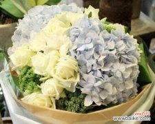 解读绣球花的花语及其隐含的意义 绣球花语的含义与象征