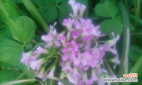 探索幸运草的寓意和象征,了解它给我们带来的好运和希望 幸运草