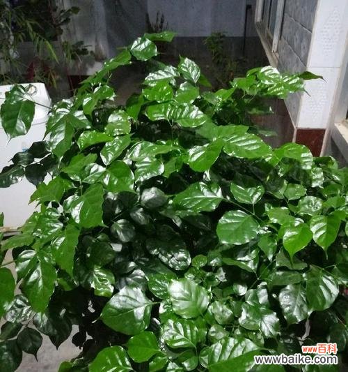 幸福树开花的美丽景象和象征意义 幸福树开花，带给人们无尽幸福的寓意