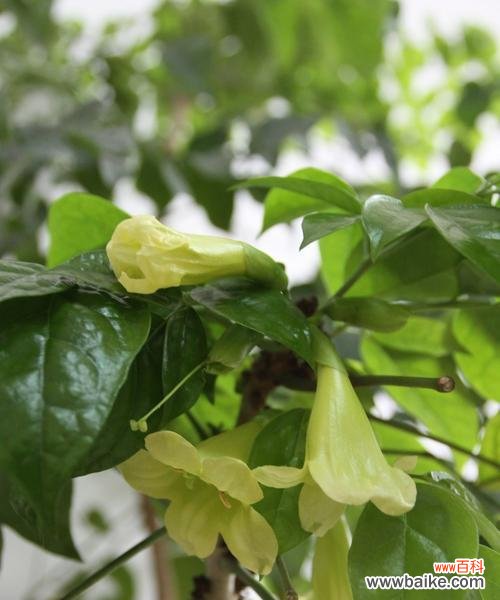 幸福树开花的美丽景象和象征意义 幸福树开花，带给人们无尽幸福的寓意