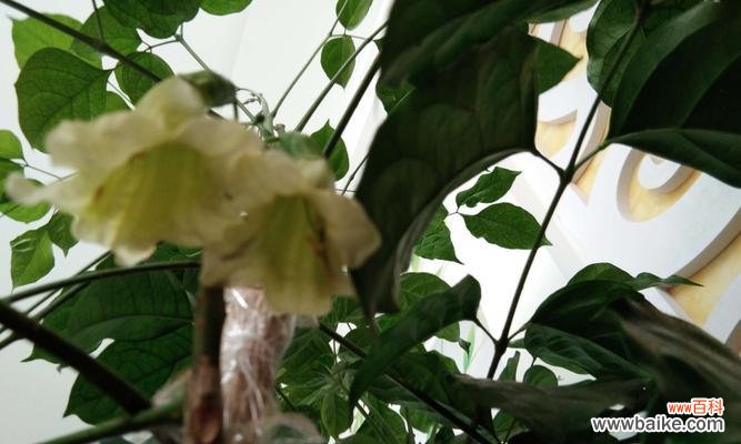 幸福树开花的美丽景象和象征意义 幸福树开花，带给人们无尽幸福的寓意