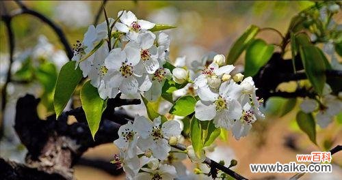 传承千年的花韵与情感寓意 杏花