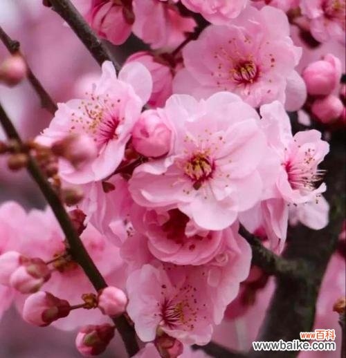 传承千年的花韵与情感寓意 杏花