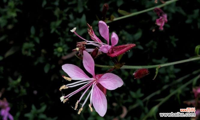传承千年的花韵与情感寓意 杏花