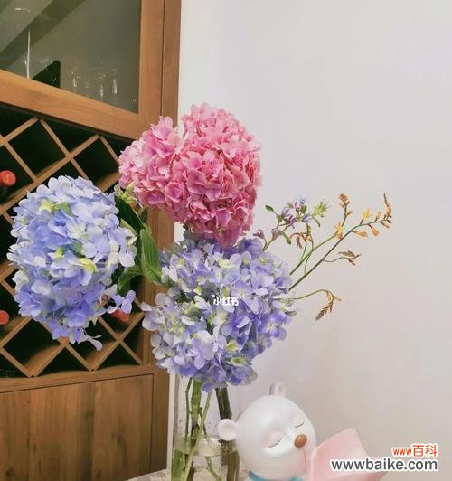 探寻绣球花的神秘魅力与象征意义 绣球花花语与寓意