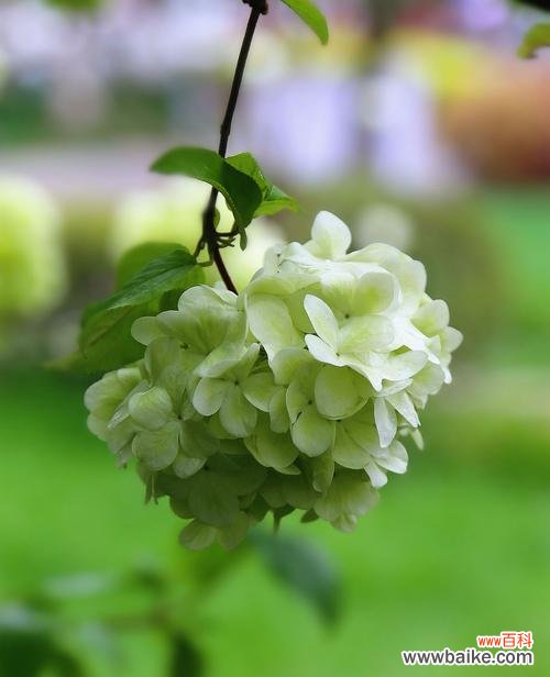 解读绣球花的隐含意义,探究其象征作用 绣球花的寓意与象征