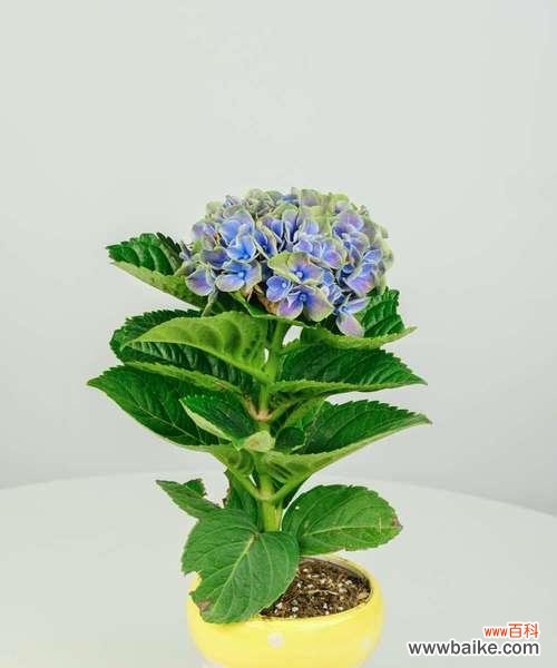 美丽的绣球，传递着丰富多彩的寓意 绣球的象征意义与传统文化寓意