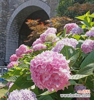 美丽的绣球，传递着丰富多彩的寓意 绣球的象征意义与传统文化寓意