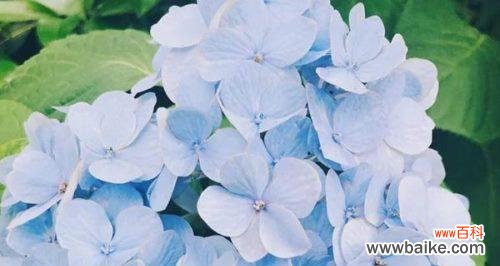 美丽的绣球花传递的深刻含义 绣球花的花语与寓意