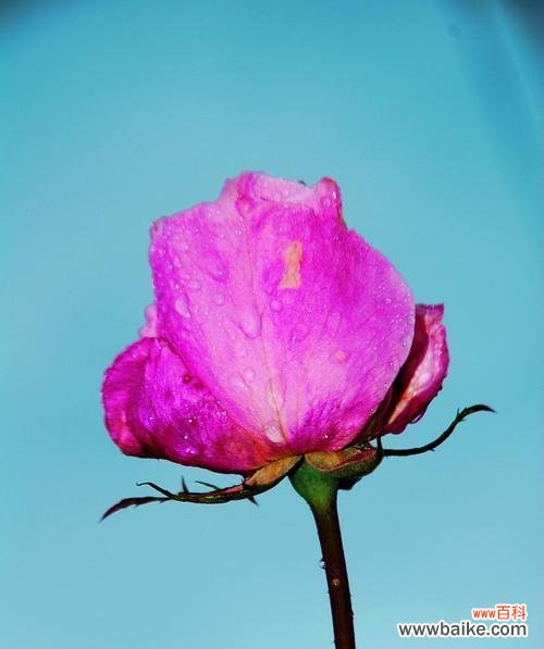 揭秘玫瑰花背后的深意 玫瑰花的象征意义——爱情的化身