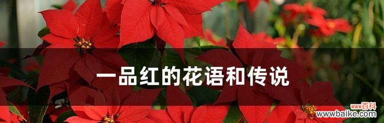 盛开的勇气 一品红的花语与寓意