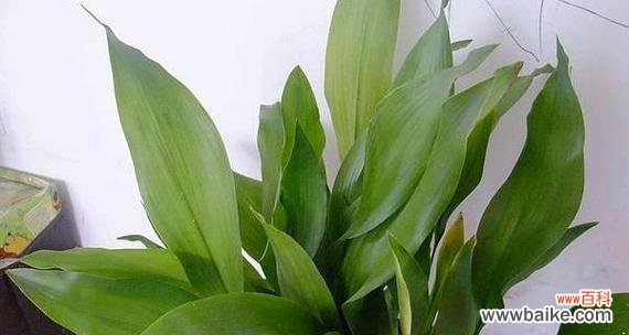 以一叶兰开花预示着的深刻含义 一叶兰绽放的寓意