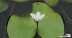 悟道于平凡之中｜以一叶莲为引领 一叶莲的寓意和花语