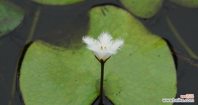 悟道于平凡之中｜以一叶莲为引领 一叶莲的寓意和花语