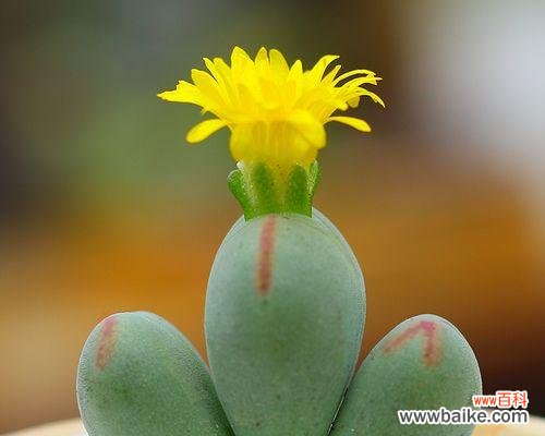 用心呵护 以以爱为名,含有爱情寓意的多肉植物