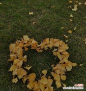 探寻银杏花的花语及含义 银杏花