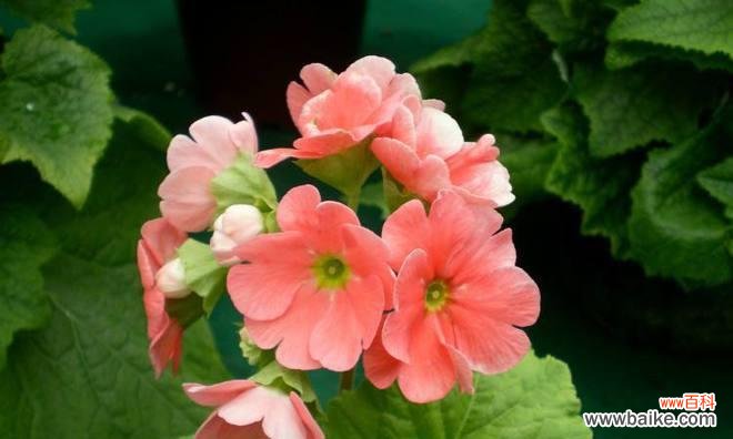 以美丽花语揭示樱草神秘传说 樱草的花语与传说