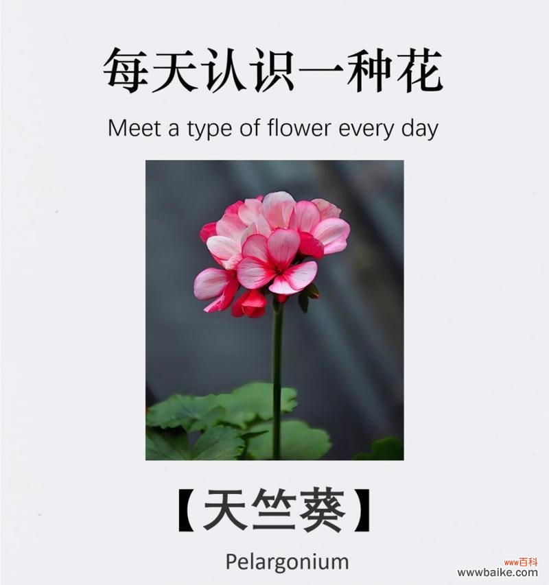 我可以做你的花语吗是什么？这句话的花语含义是什么？