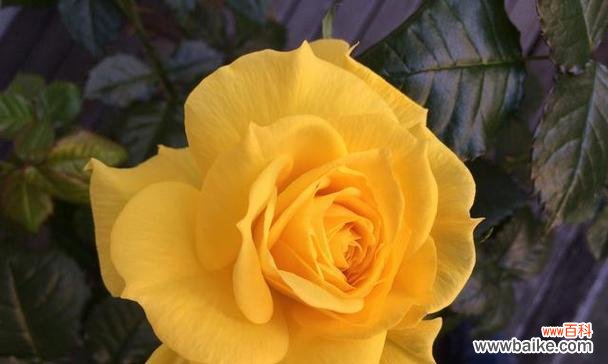 黄色玫瑰花27朵有何特殊含义?27朵黄色玫瑰的花语是什么?