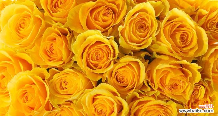 黄色玫瑰花27朵有何特殊含义?27朵黄色玫瑰的花语是什么?