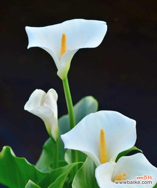 带来恶运的花语是什么？如何避免？