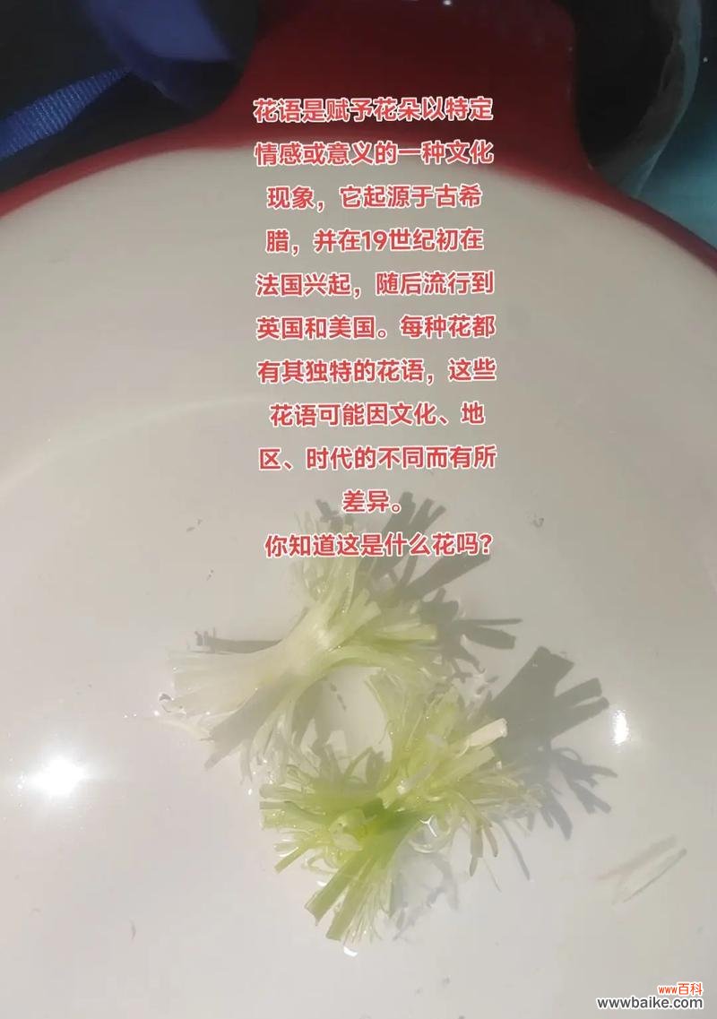 我爱我自己代表什么花语？花语背后的意义是什么？